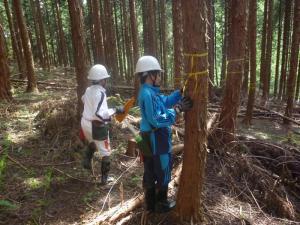 これは木の幅(胸高直径)を輪尺を使って測っています。