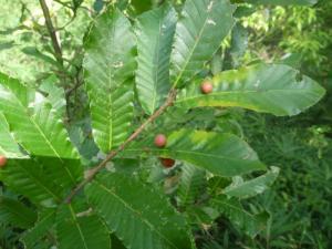 植樹した樹も大きくなっています。