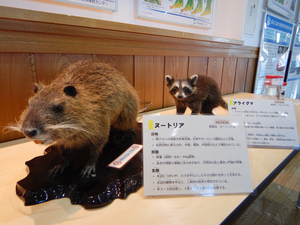 ヌートリアとアライグマの剥製