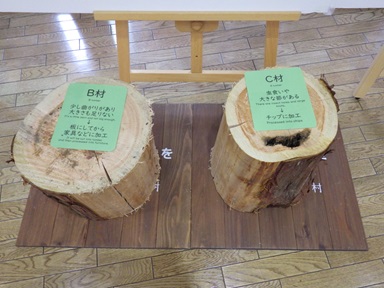 木の展示