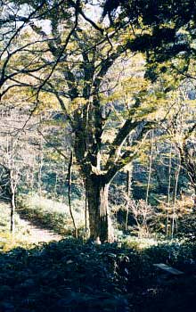 安蔵寺山の大ミズナラ