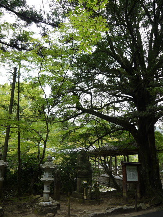 14.仏通寺のイヌマキ【仏通寺】