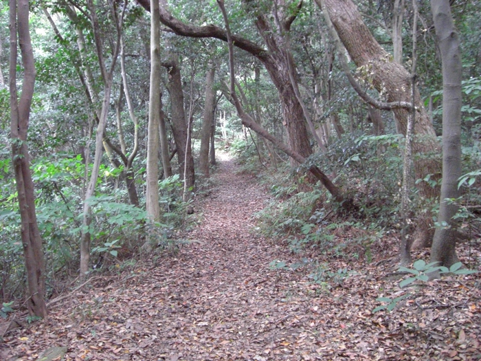 林内遊歩道②