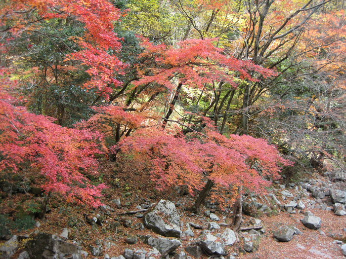 紅葉