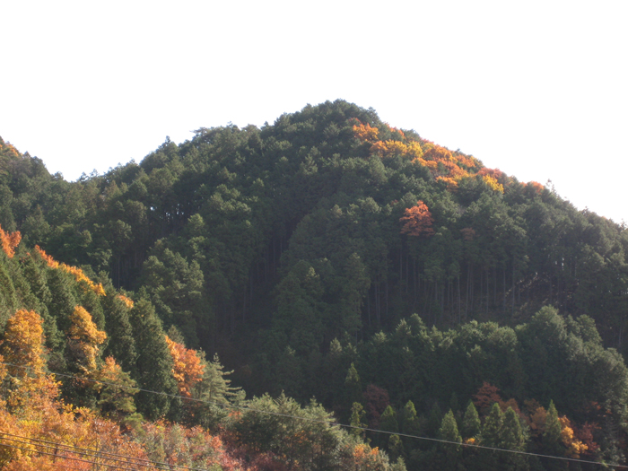 レク森全景