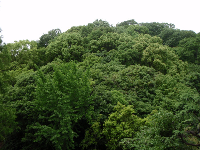 1.風景林遠望【神戸林山】