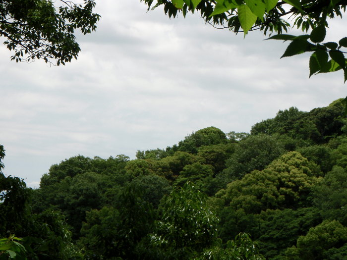 2.風景林遠望【神戸林山】