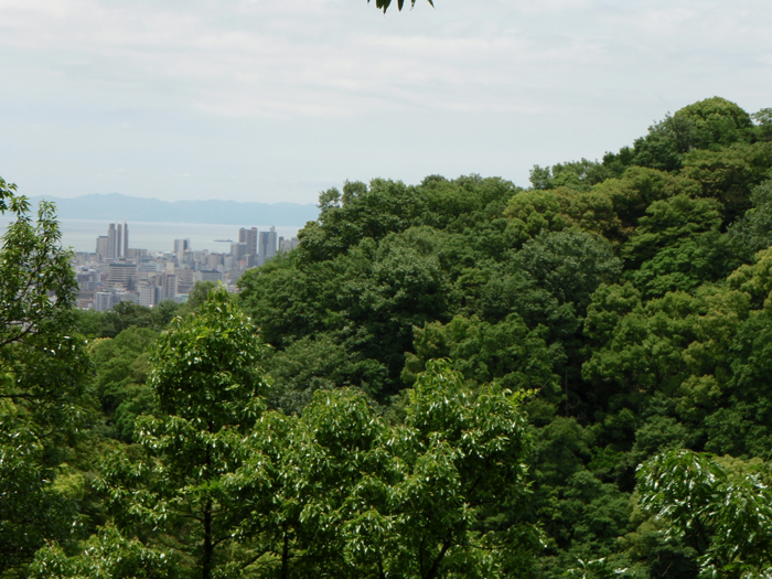 3.風景林遠望【神戸林山】