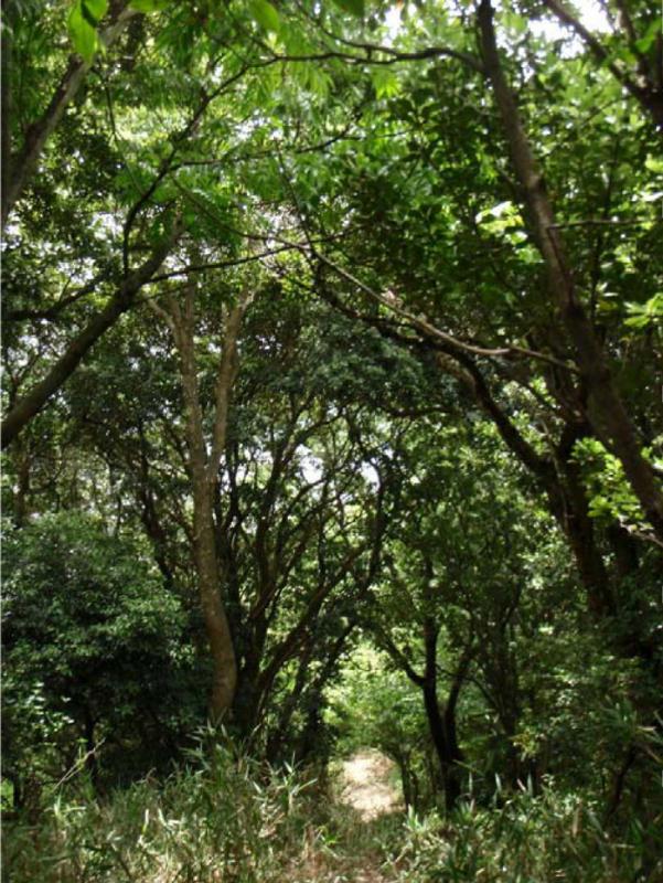 5.林内歩道【神戸林山】
