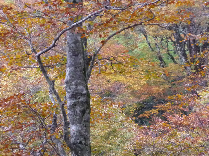 坂ノ谷風景林の近景