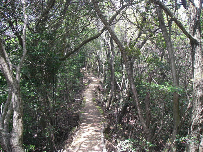 登山道