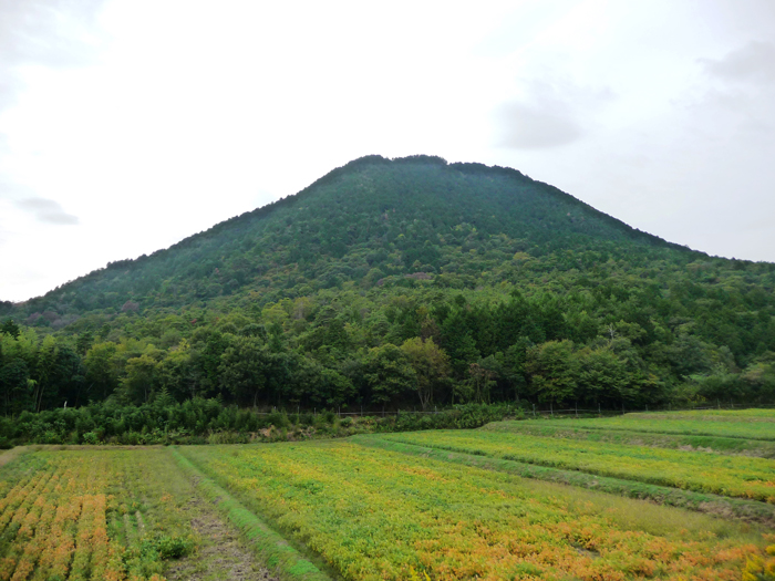 三上山国有林　（東側）