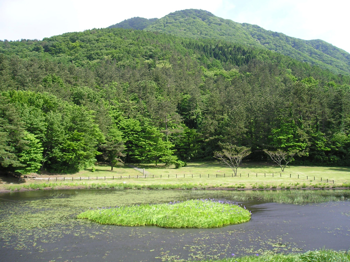 カキツバタ、姫逃池　【三瓶山】