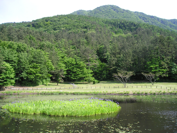 カキツバタ、男三瓶山　【三瓶山】