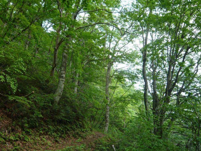 林内風景　【船通山】