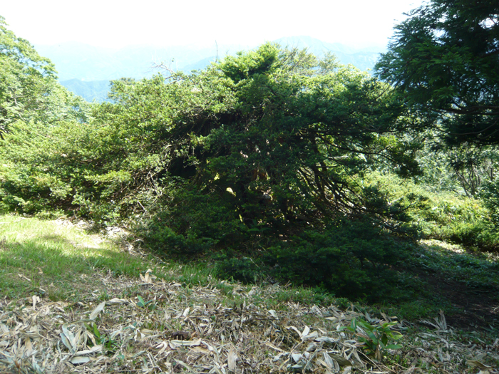 船通山のイチイの木（鳥取県民有地）　【船通山】