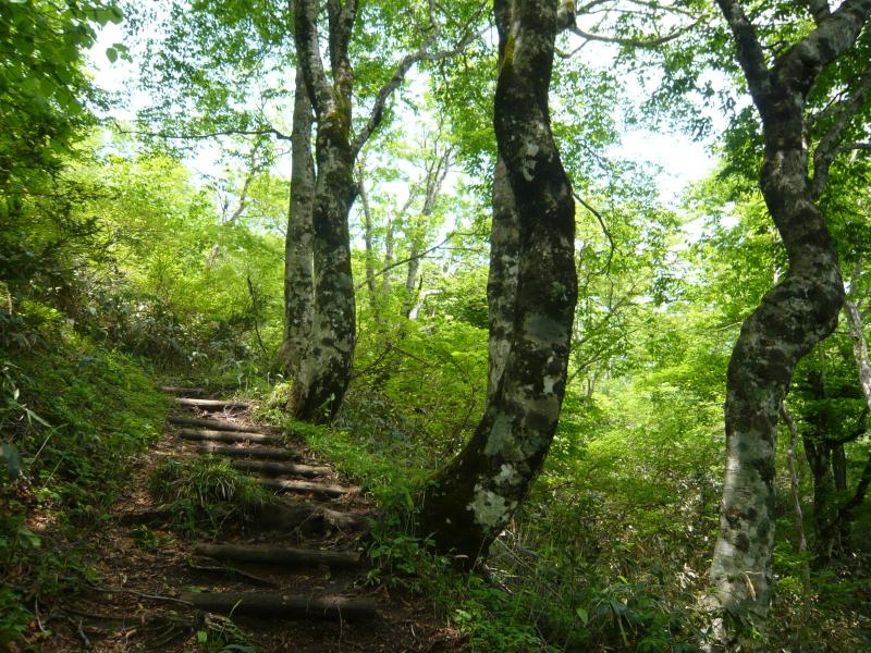 林内風景　【船通山】