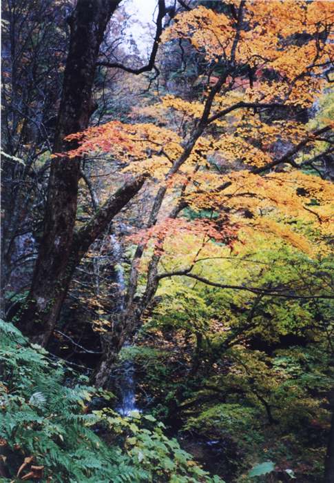 諸鹿の七滝屏風岩風景林近景