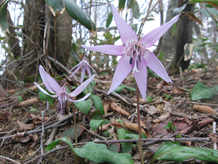 3.カタクリの花【寂地】