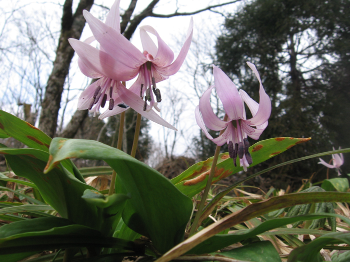 5.カタクリの花【寂地】