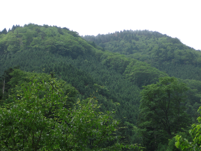 4.風景林全景【右谷】