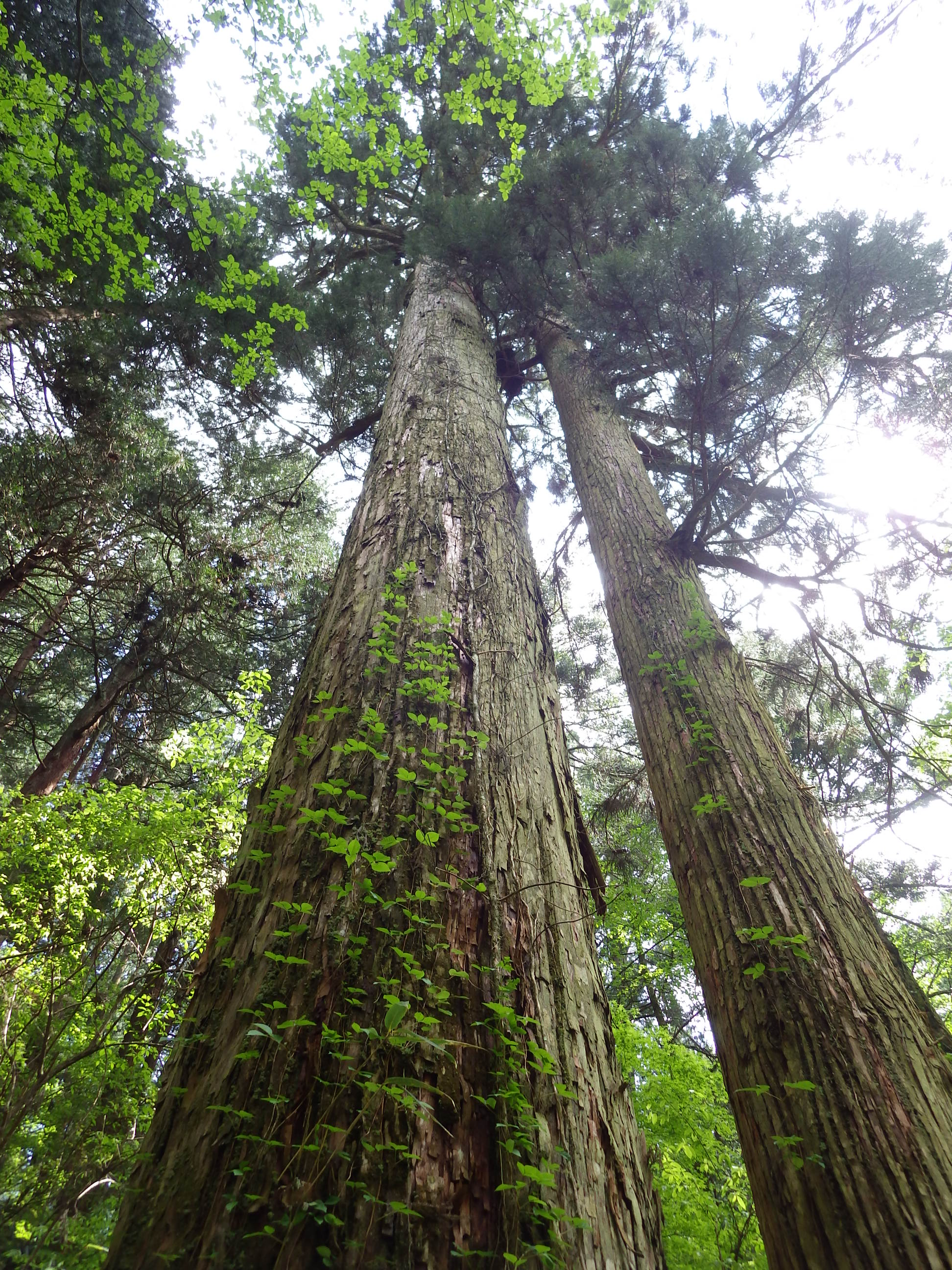 高野山コウヤマキ写真