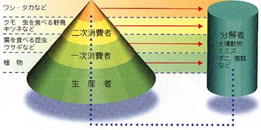 森林生態系内の食物連鎖