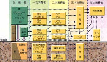 森林生態系内の物質循環