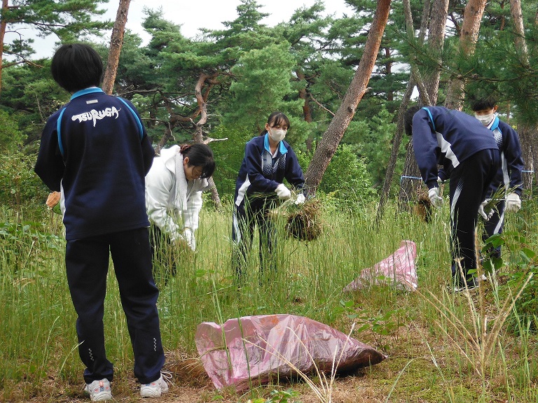 外来種植物除去作業