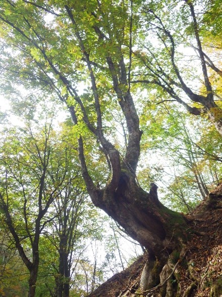 拡張区域のトチノキの大木