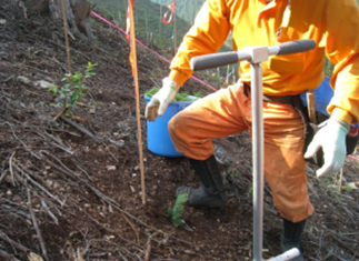 植穴とコンテナ苗が密着するように踏固め、乾燥防止策として苗木根元に落葉等を寄せる。