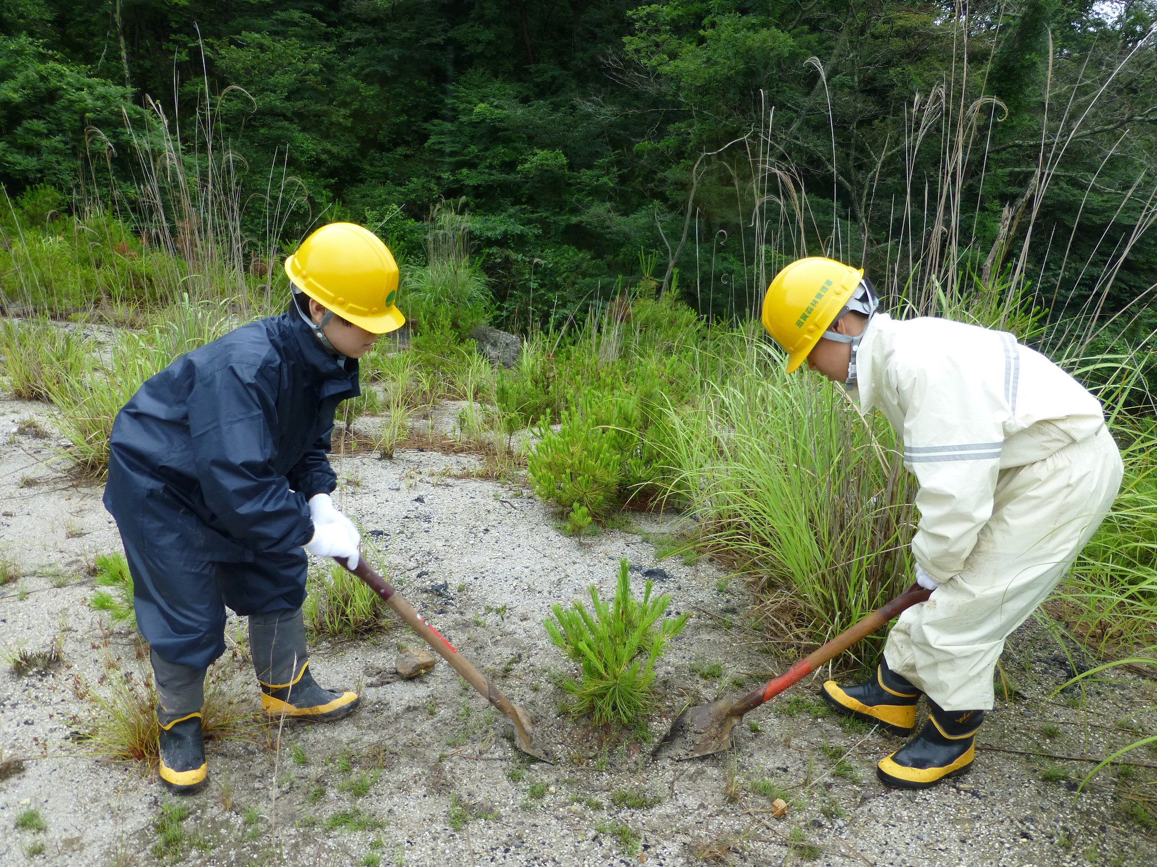 山引き苗の植栽