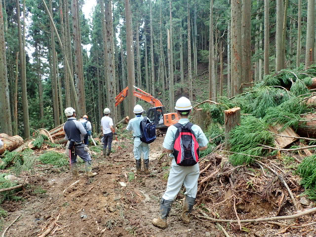 列状間伐箇所の見学