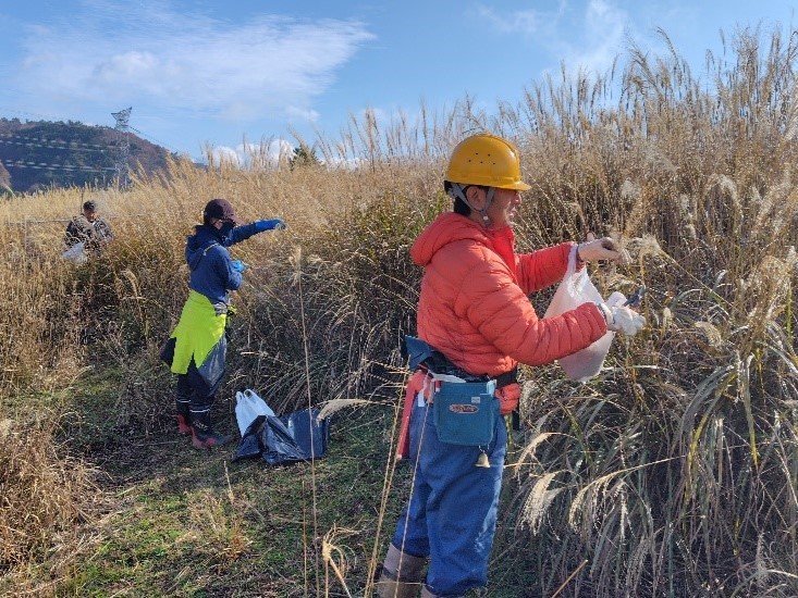 種子の採取（ススキ）