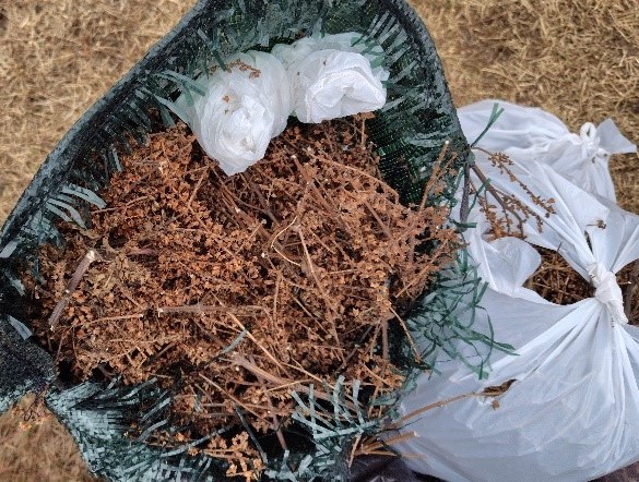 採取された種子（レモンエゴマ）