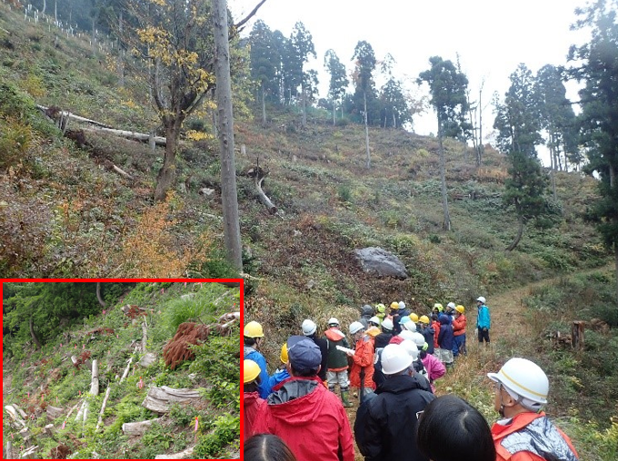 低密疎・エリートツリー植栽箇所の見学