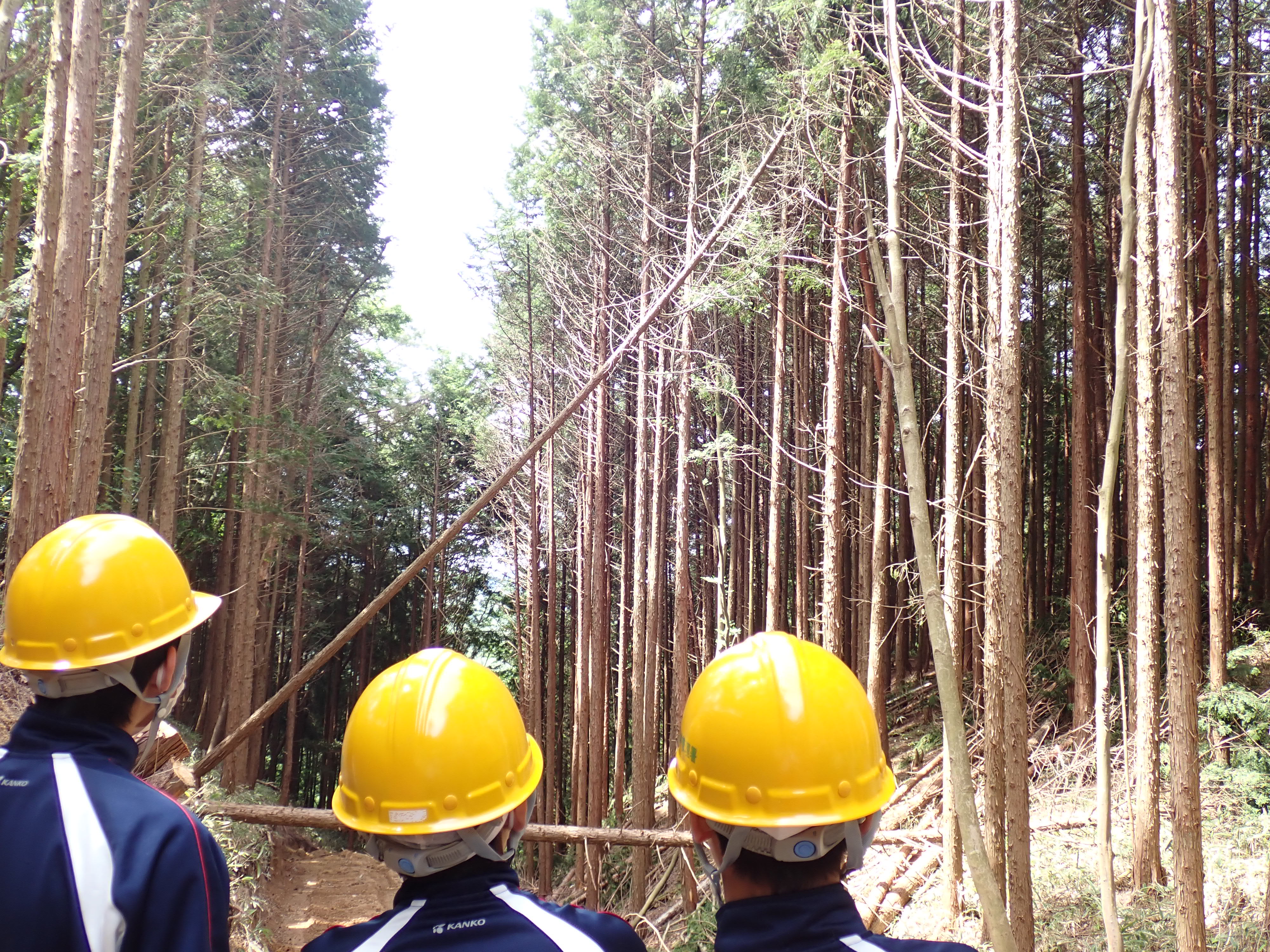 伐倒作業の見学
