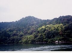 湖からみた奥島山国有林