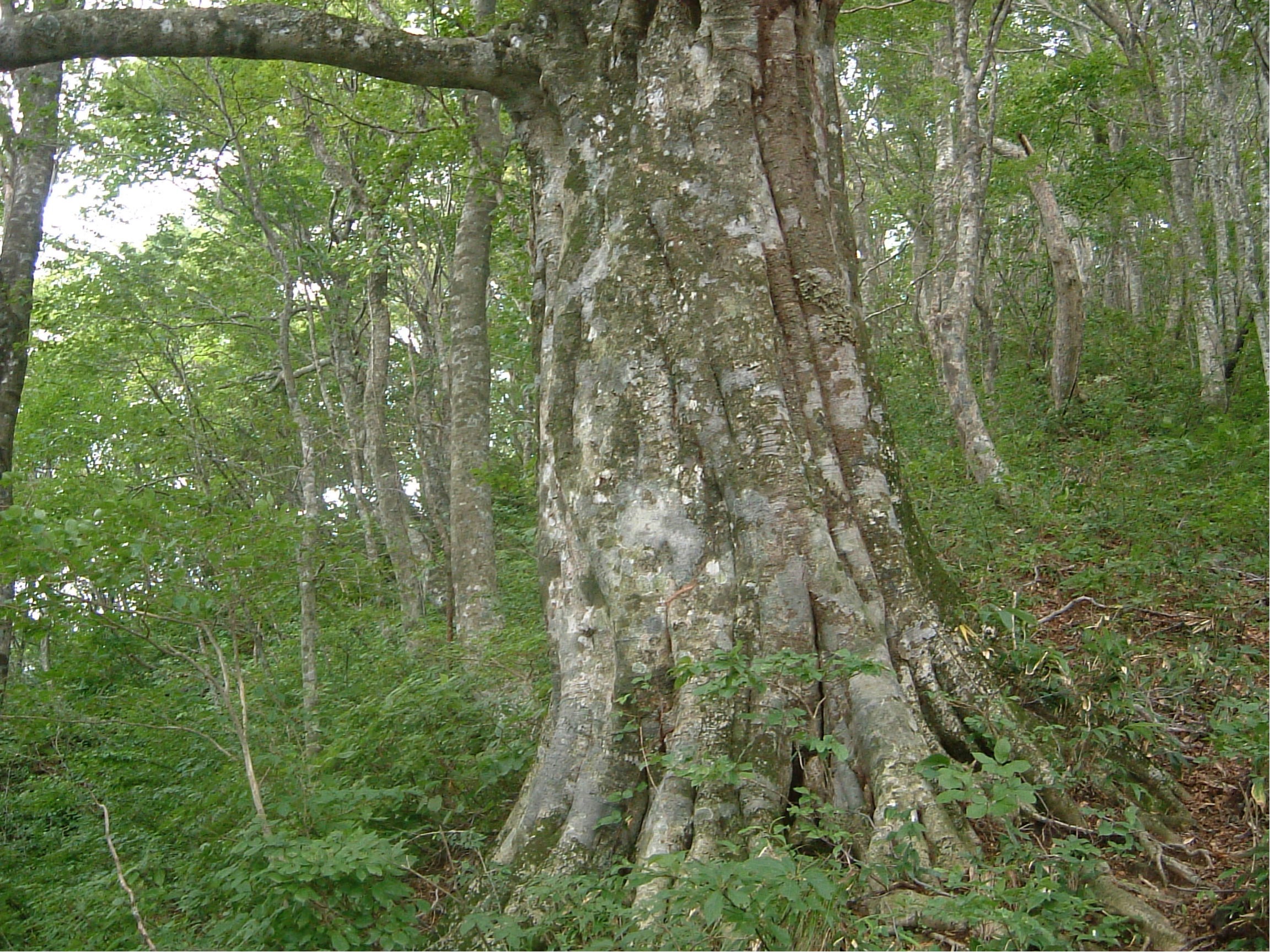 上谷山ブナ・ミズナラ植物群落保護林