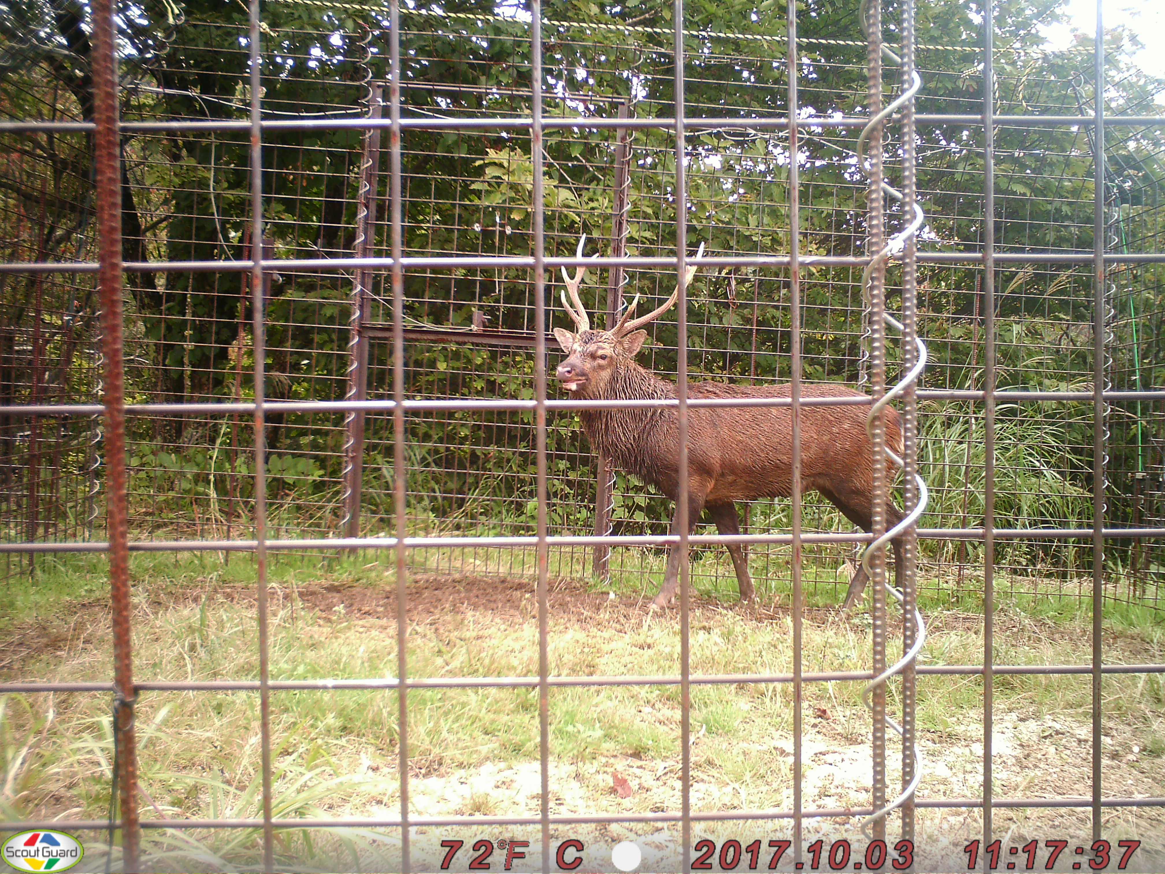 捕獲したニホンジカ