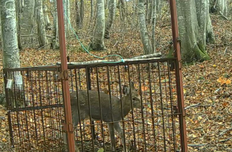 捕獲したニホンジカ