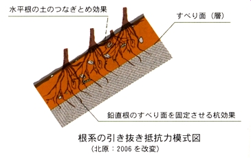 森林の機能２