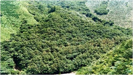 民有林直轄治山事業（奈良県十津川地区）