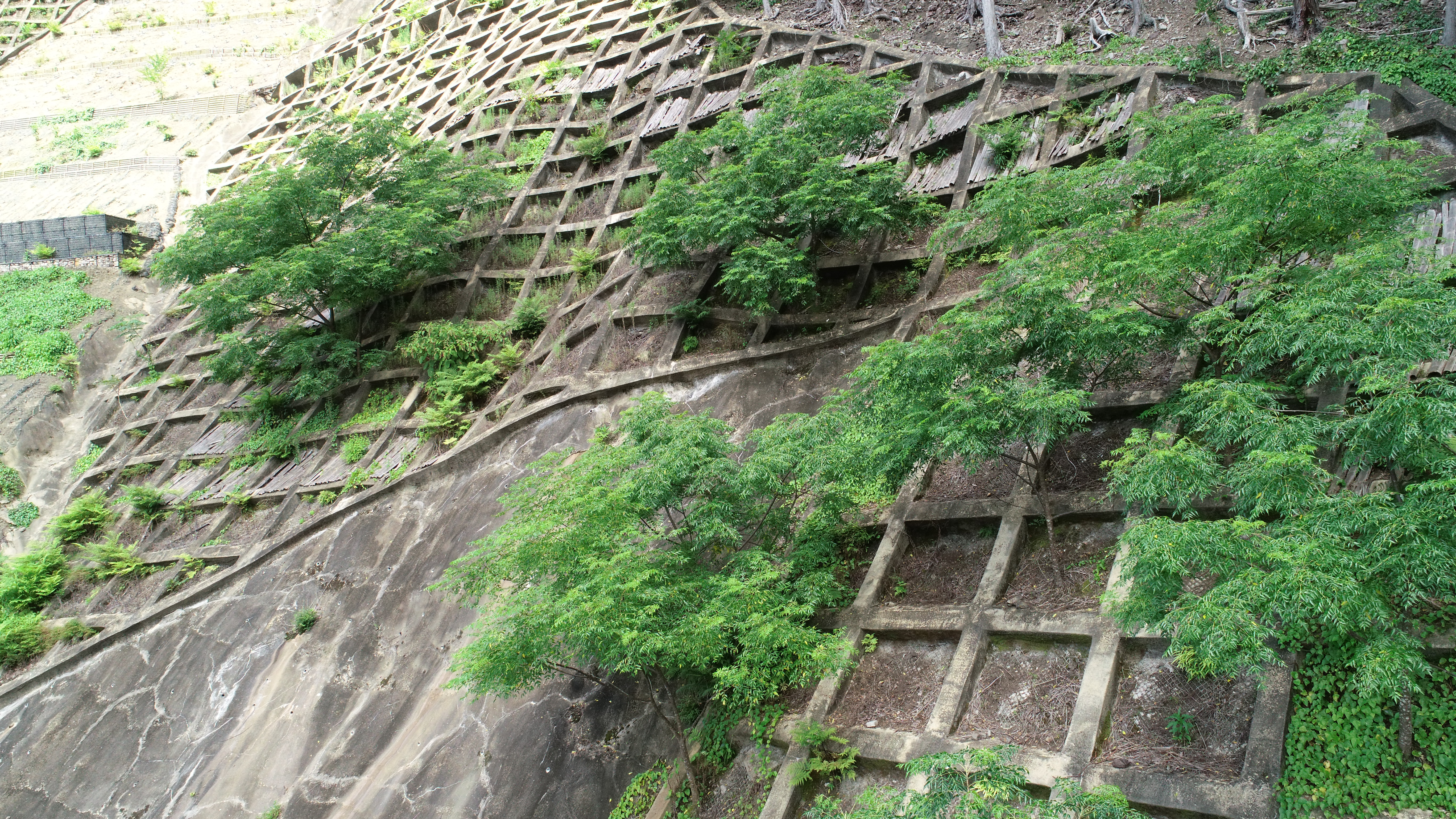 竹被覆工センダン植栽