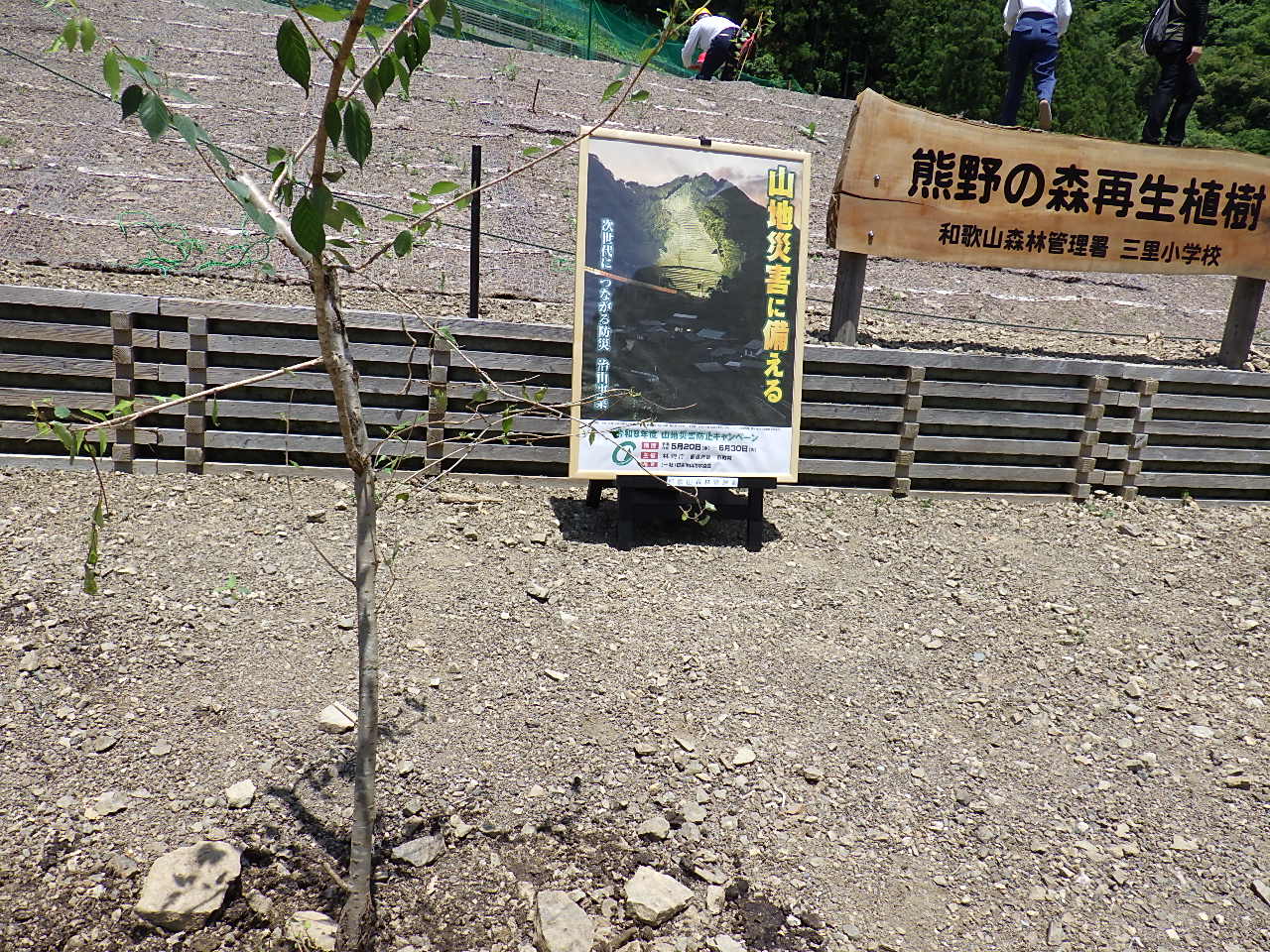 植樹後の様子