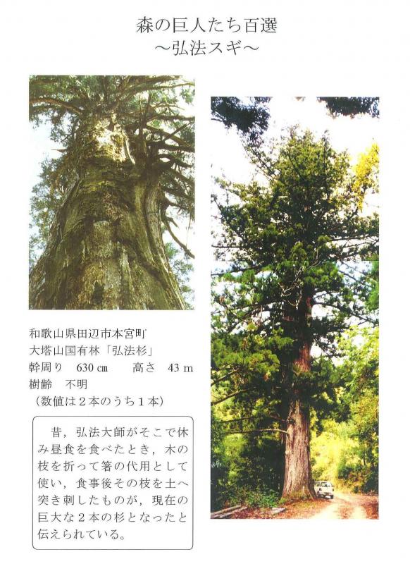 弘法杉2