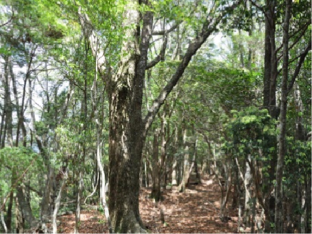 shizeniji