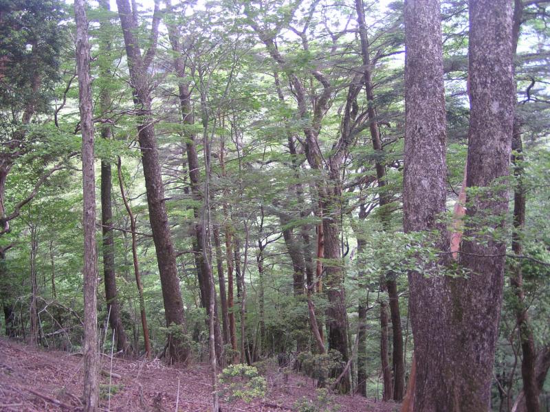 亀谷ツガ・ブナ植物群落保護林