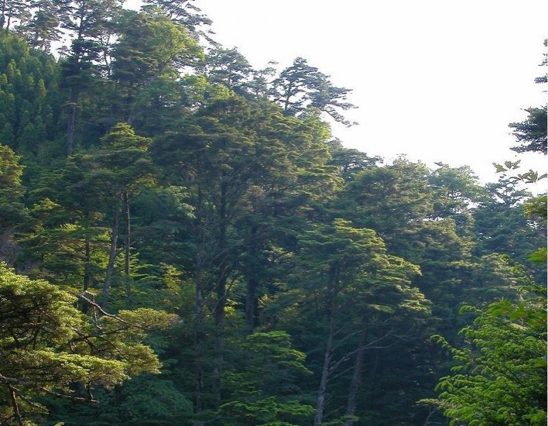 西ノ河ツガ･モミ植物群落保護林