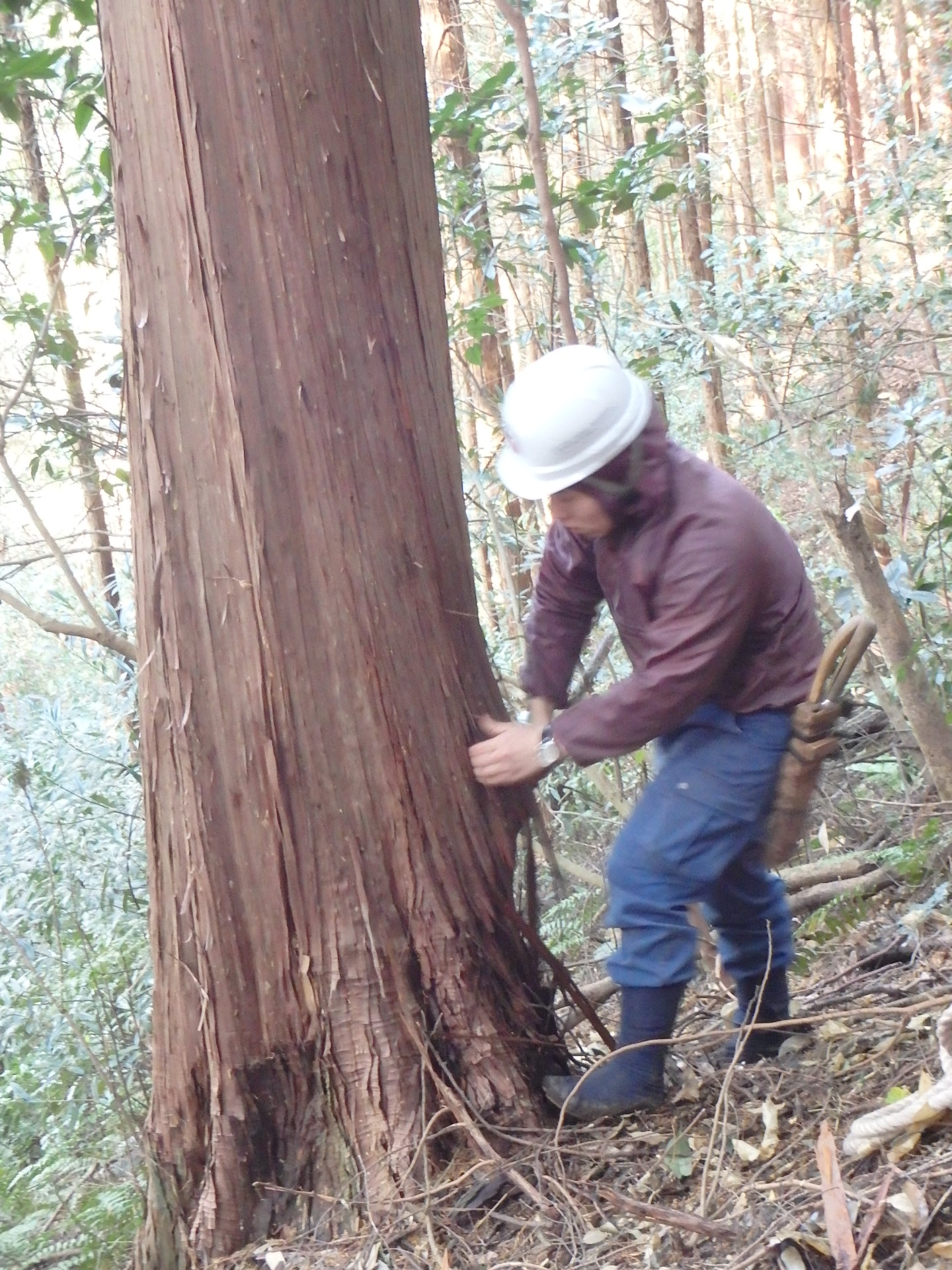 根元からへらで剥ぐ